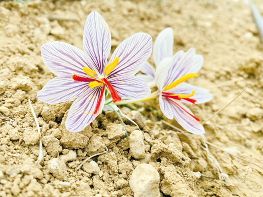 Young Jordanian cashes in on Karak’s wild saffron