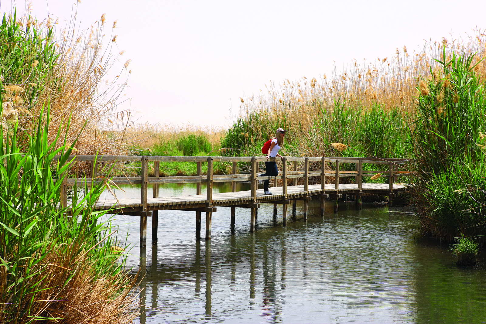 Al-Azraq Oasis, a historical desert water source and bird sanctuary.
